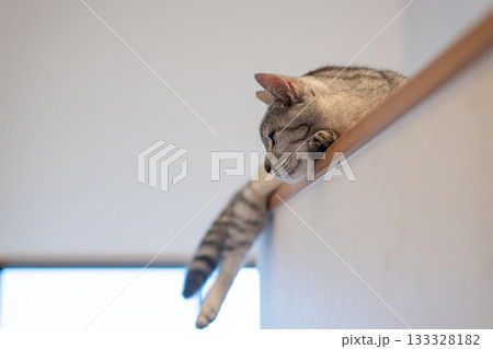 高い所でくつろぐ可愛い猫 サバトラ猫 高い所でくつろぐ可愛い猫 サバトラ猫 133328182