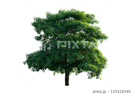 Bonsai tree, green leaves, isolated on a white background Natural objects 133328340