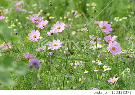 Pink Cosmos flowers blooming in the field Pink Cosmos flowers blooming in the field 133328372
