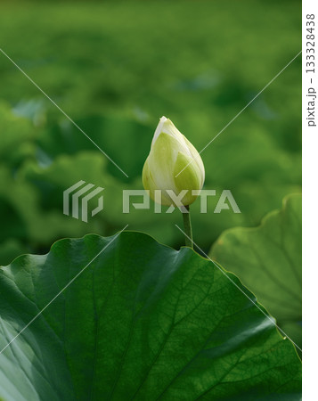 白い蓮の花のつぼみ 133328438