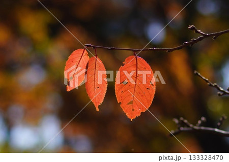 紅葉の桜 紅葉の桜 133328470