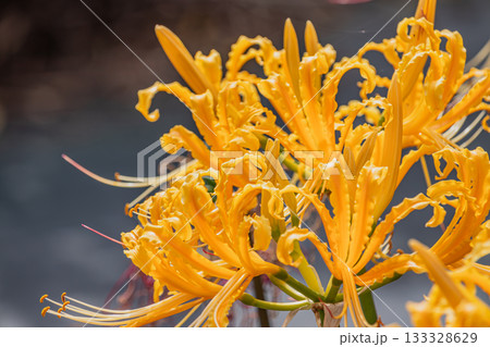 黄色い彼岸花 133328629