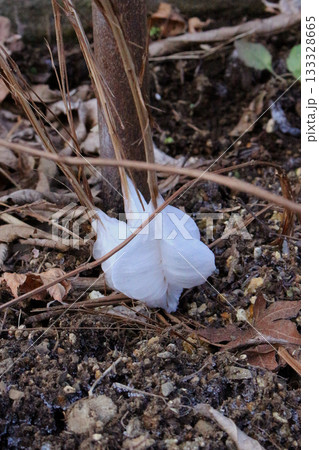 シモバシラ　（植物） 133328665