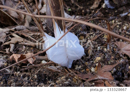 シモバシラ (植物) シモバシラ (植物) 133328667