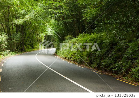 Winding asphalt road is curving through flat design forest tunnel, with white line and ferns Winding asphalt road is curving through flat design forest tunnel, with white line and ferns 133329038