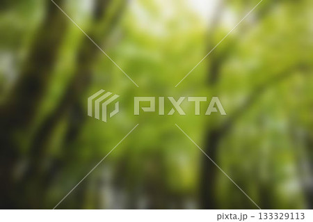 Blurry forest on a sunny day 133329113