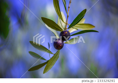 小豆島オリーブ公園 小豆島オリーブ公園 133329291