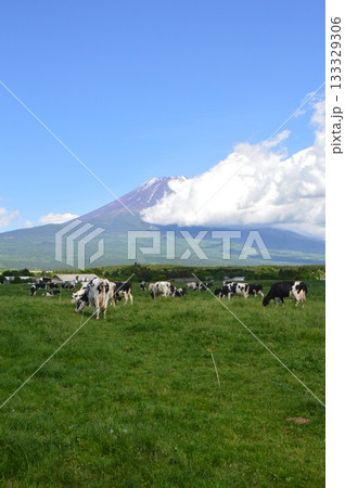 高原の牧場･富士山（朝霧高原／静岡県富士宮市） 133329306