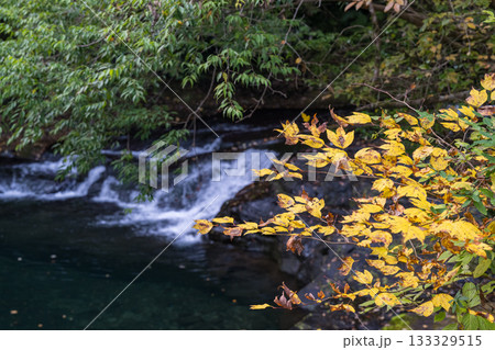 自然の中に流れる清流感ある菊池渓谷につながる紅葉の見える滝 自然の中に流れる清流感ある菊池渓谷につながる紅葉の見える滝 133329515