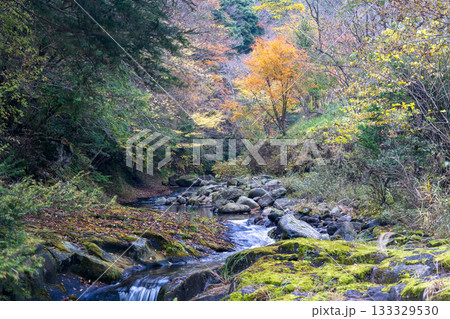 自然の中に流れる清流感ある菊池渓谷につながる紅葉の見える滝 自然の中に流れる清流感ある菊池渓谷につながる紅葉の見える滝 133329530