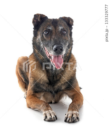 malinois in studio malinois in studio 133329777