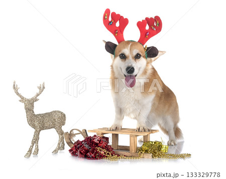 Pembroke Welsh Corgi Pembroke Welsh Corgi 133329778