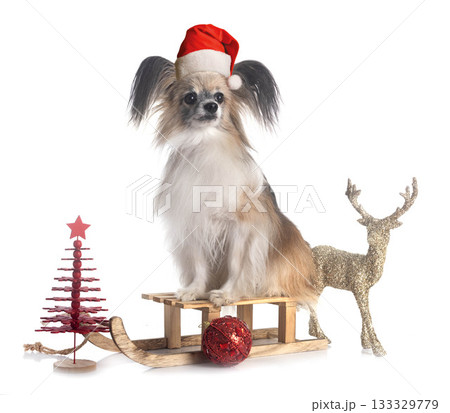 papillon dog in studio 133329779