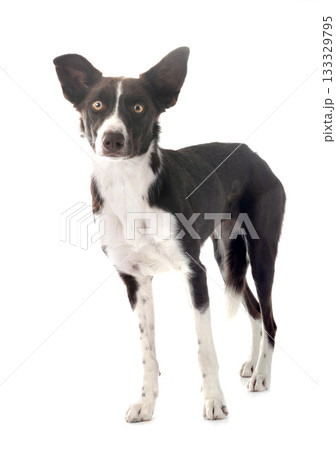border collie in studio border collie in studio 133329795