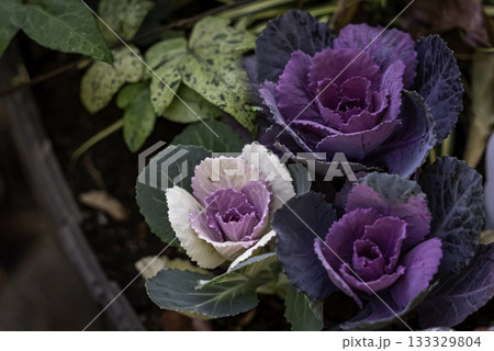 ハボタン(葉牡丹)の花 ハボタン(葉牡丹)の花 133329804