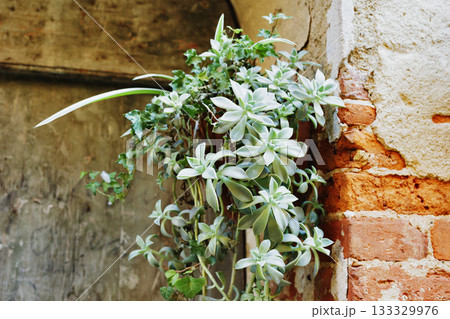 Plant  of leatherpetal - succulent gratopetalum 133329976