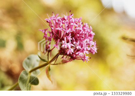 Flowering plant of valerian Flowering plant of valerian 133329980