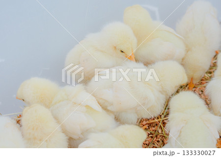 たくさんのひよこ 133330027