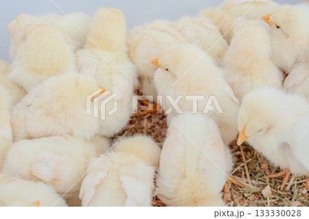 たくさんのひよこ 133330028