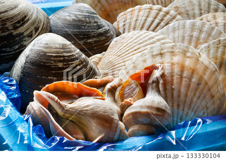 北海道産活貝 133330104