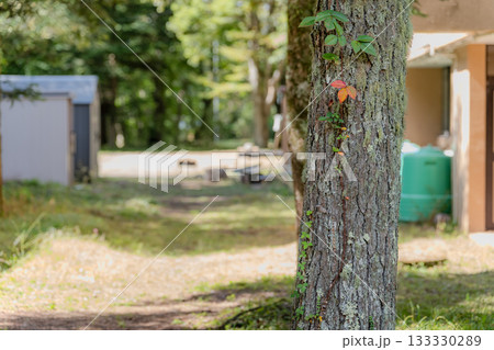 小さな秋 133330289