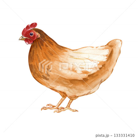 Standing brown-orange chicken. Isolated watercolor illustration. Poultry yard bird clip art in natural colors. Realistic chicken for eco-friendly product design and farming themes 133331410