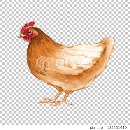 Standing brown-orange chicken. Isolated watercolor illustration. Poultry yard bird clip art in natural colors. Realistic chicken for eco-friendly product design and farming themes 133331410
