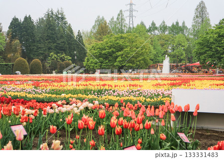 砺波チューリップ公園 砺波チューリップ公園 133331483