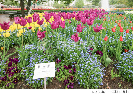砺波チューリップ公園 133331633