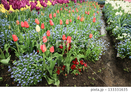 砺波チューリップ公園 砺波チューリップ公園 133331635
