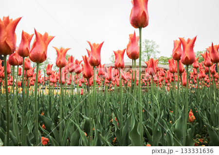 砺波チューリップ公園 砺波チューリップ公園 133331636