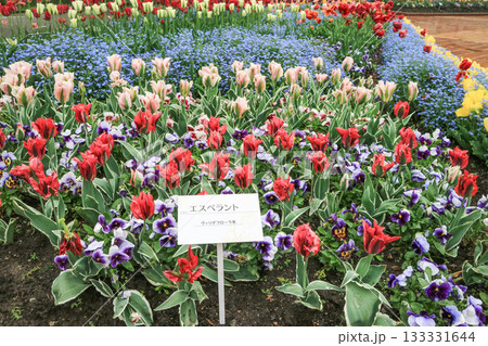 砺波チューリップ公園 砺波チューリップ公園 133331644