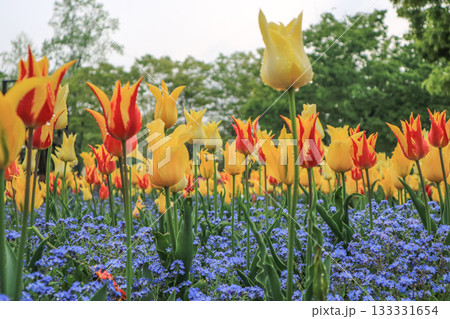 砺波チューリップ公園 砺波チューリップ公園 133331654