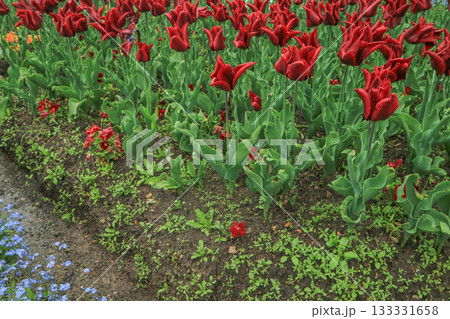 砺波チューリップ公園 砺波チューリップ公園 133331658