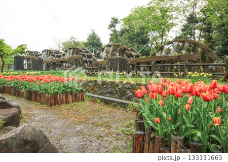 砺波チューリップ公園 133331663