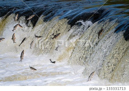 The Venta Rapid waterfall in May with fish jumping out of the water in Kuldiga in Latvia The Venta Rapid waterfall in May with fish jumping out of the water in Kuldiga in Latvia 133331713