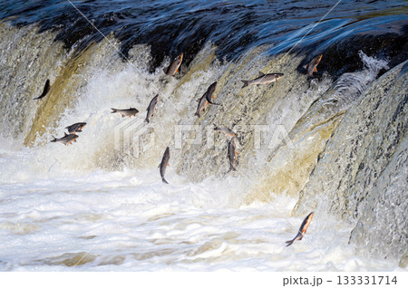 The Venta Rapid waterfall in May with fish jumping out of the water in Kuldiga in Latvia 133331714