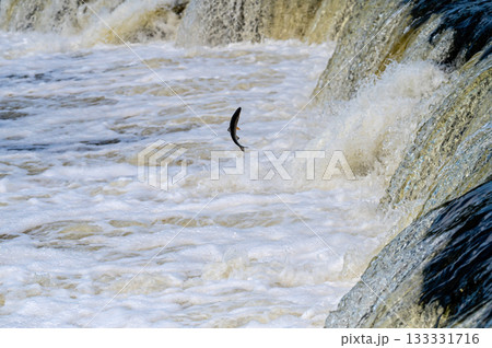 The Venta Rapid waterfall in May with fish jumping out of the water in Kuldiga in Latvia The Venta Rapid waterfall in May with fish jumping out of the water in Kuldiga in Latvia 133331716