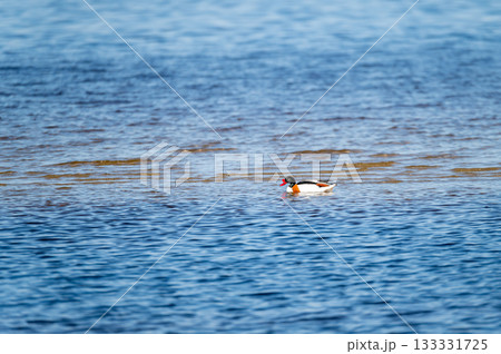 Common Shelduck Tadorna tadorna male in the blue sea Common Shelduck Tadorna tadorna male in the blue sea 133331725