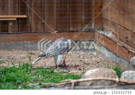 Tame hunting falcon on defocused background with copy space, closeup 133331733