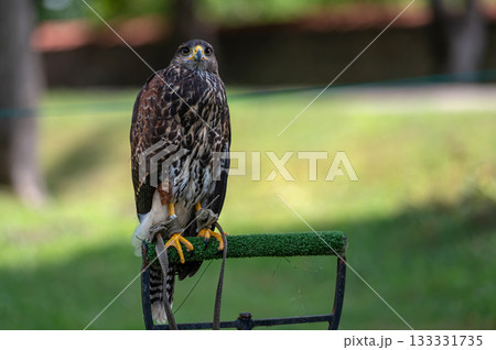Closeup portrait of a domesticated hawk isolated on a defocused natural background with copy space. Closeup portrait of a domesticated hawk isolated on a defocused natural background with copy space. 133331735