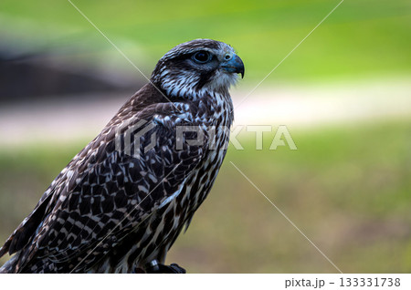 Closeup portrait of a falcon isolated on a defocused natural background with copy space. Closeup portrait of a falcon isolated on a defocused natural background with copy space. 133331738