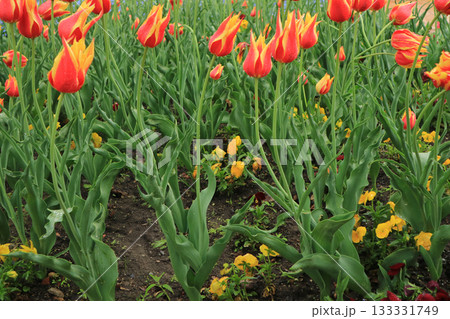 砺波チューリップ公園 砺波チューリップ公園 133331749