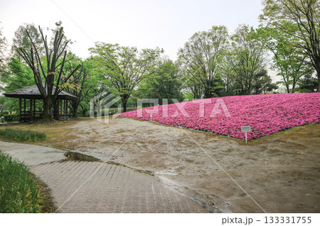 砺波チューリップ公園 133331755