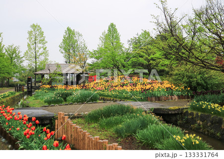 砺波チューリップ公園 砺波チューリップ公園 133331764