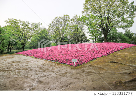 砺波チューリップ公園 砺波チューリップ公園 133331777