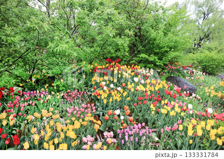 砺波チューリップ公園 砺波チューリップ公園 133331784