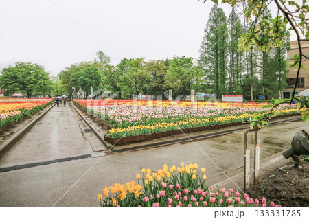 砺波チューリップ公園 133331785