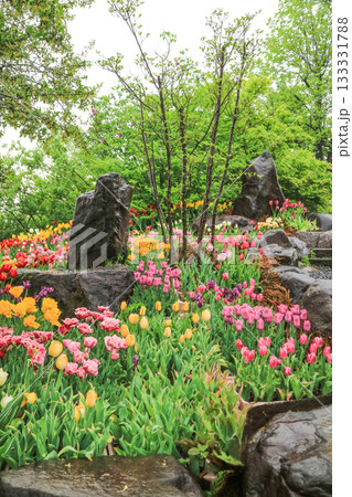 砺波チューリップ公園 133331788