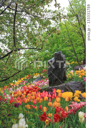 砺波チューリップ公園 砺波チューリップ公園 133331789
